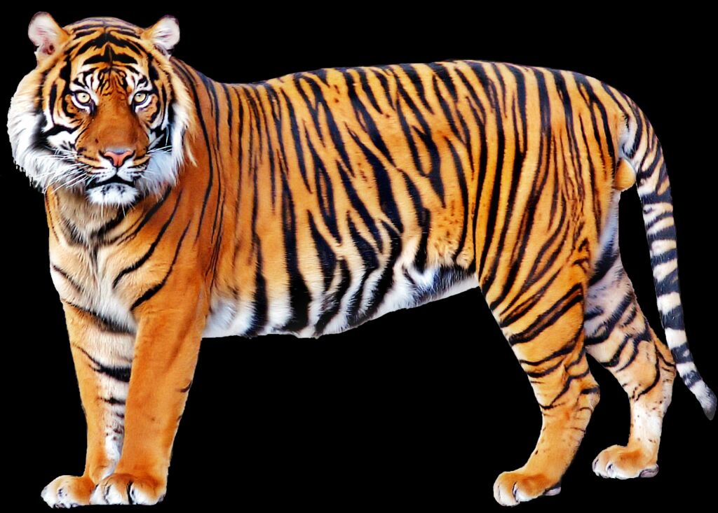 Photoshop tiger png download (3)