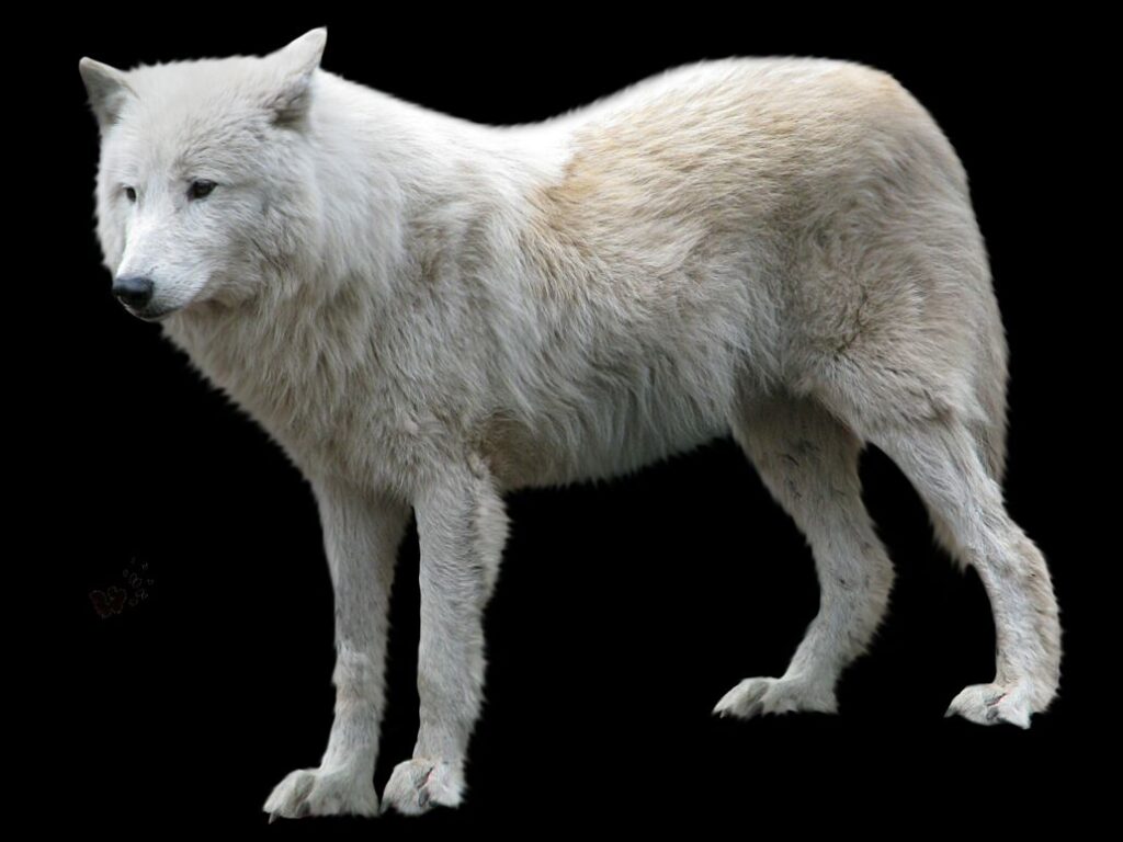 Winter wolf hd png download