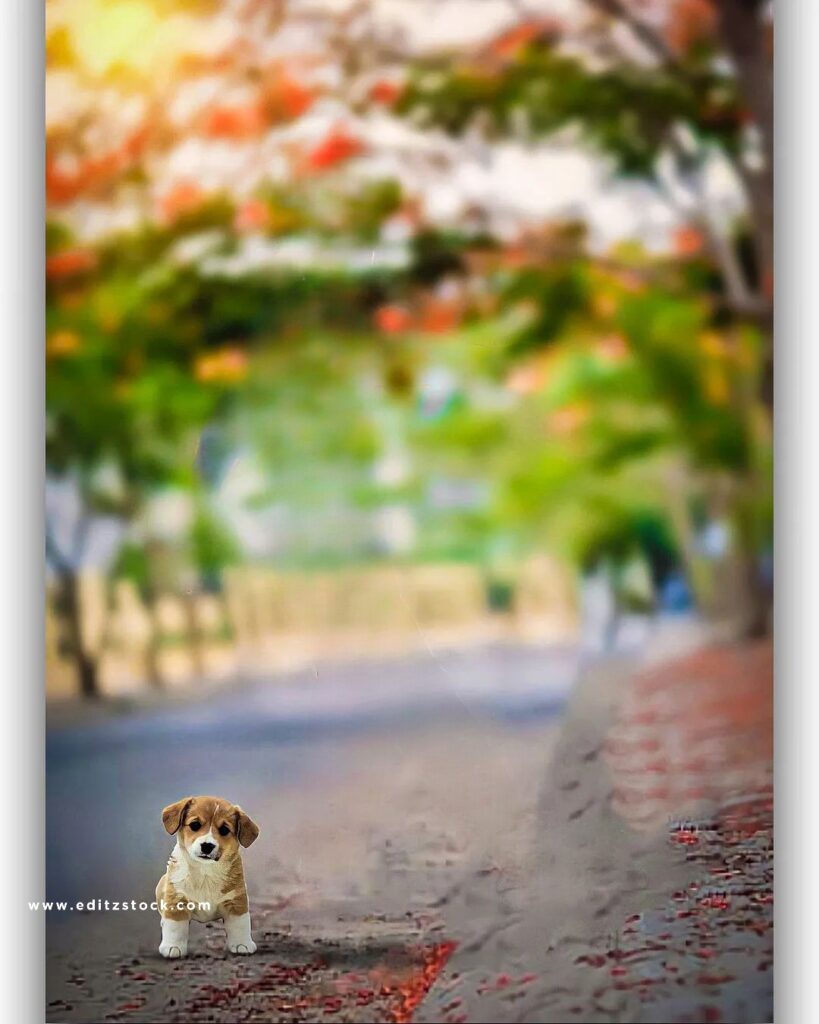 Dog lover snapseed cb editing background